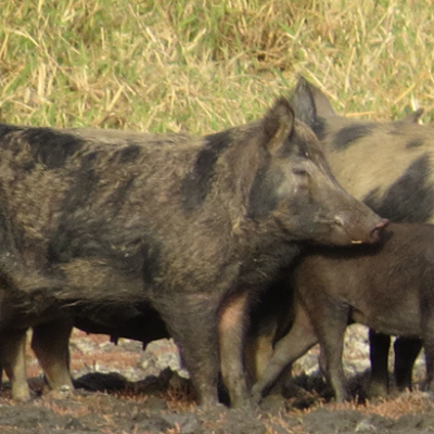Wild pigs in scrubland 